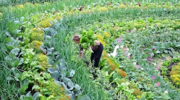 PDC – PERMACULTURE DESIGN CERTIFICATE